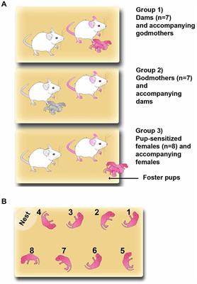 Wired for motherhood: induction of maternal care but not maternal aggression in virgin female CD1 mice